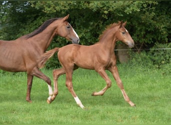 Westphalian, Stallion, Foal (05/2024), Chestnut-Red