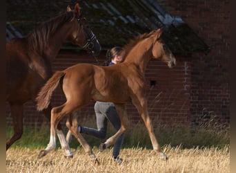 Westphalian, Stallion, Foal (05/2024), Chestnut-Red