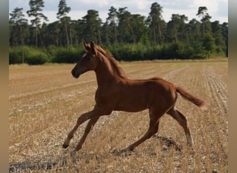 Westphalian, Stallion, Foal (05/2024), Chestnut-Red