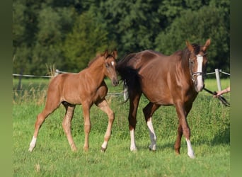 Westphalian, Stallion, Foal (05/2024), Chestnut-Red