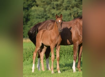 Westphalian, Stallion, Foal (05/2024), Chestnut-Red