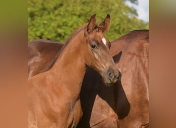 Westphalian, Stallion, Foal (05/2024), Chestnut-Red