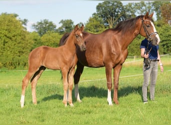 Westphalian, Stallion, Foal (05/2024), Chestnut-Red