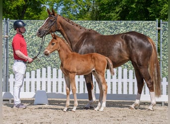 Westphalian, Stallion, , Chestnut-Red