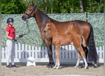 Westphalian, Stallion, , Chestnut-Red