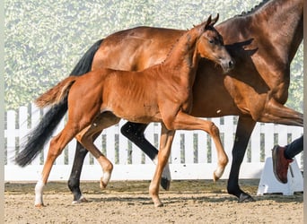 Westphalian, Stallion, Foal (04/2026), Chestnut-Red