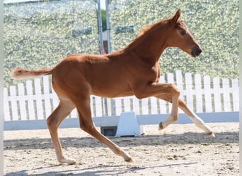 Westphalian, Stallion, , Chestnut-Red