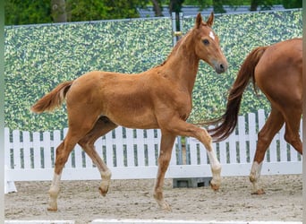 Westphalian, Stallion, Foal (03/2026), Chestnut-Red