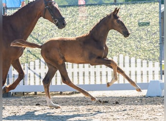 Westphalian, Stallion, Foal (04/2026), Chestnut-Red