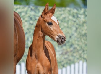 Westphalian, Stallion, , Chestnut-Red