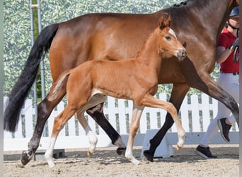 Westphalian, Stallion, , Chestnut-Red