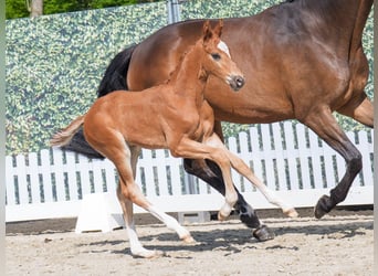 Westphalian, Stallion, , Chestnut-Red