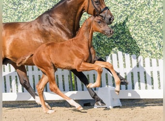 Westphalian, Stallion, Foal (04/2026), Chestnut-Red