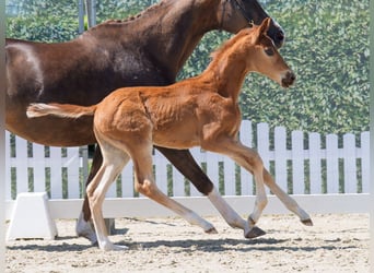 Westphalian, Stallion, , Chestnut-Red