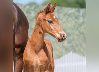 Westphalian, Stallion, , Chestnut-Red