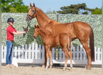 Westphalian, Stallion, , Chestnut-Red
