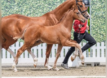 Westphalian, Stallion, Foal (02/2026), Chestnut-Red