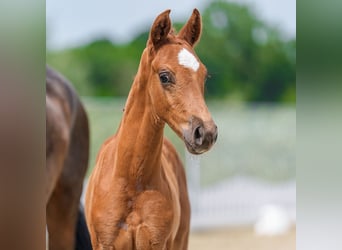 Westphalian, Stallion, Foal (05/2026), Chestnut-Red
