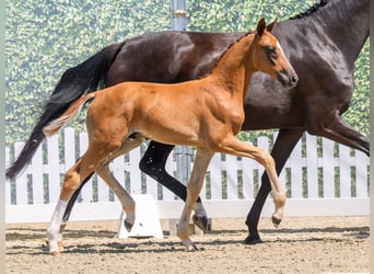 Westphalian, Stallion, Foal (04/2026), Chestnut-Red