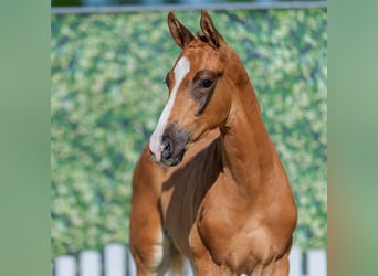 Westphalian, Stallion, Foal (04/2026), Chestnut-Red
