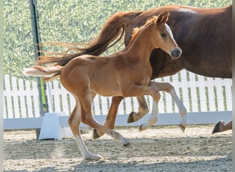 Westphalian, Stallion, Foal (05/2026), Chestnut-Red