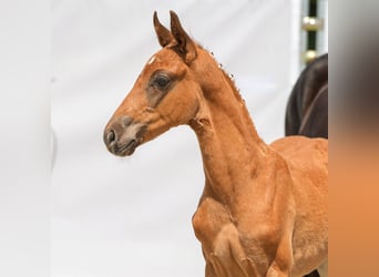 Westphalian, Stallion, Foal (04/2024), Chestnut-Red