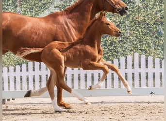 Westphalian, Stallion, Foal (03/2026), Chestnut-Red