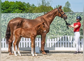 Westphalian, Stallion, , Chestnut-Red