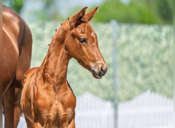 Westphalian, Stallion, , Chestnut-Red