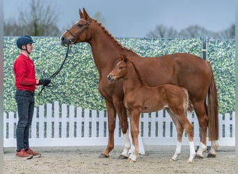 Westphalian, Stallion, Foal (03/2026), Chestnut-Red