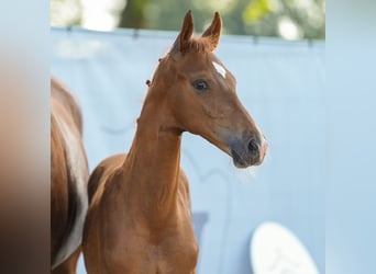 Westphalian, Stallion, Foal (05/2024), Chestnut-Red