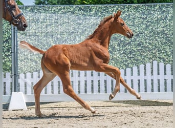 Westphalian, Stallion, , Chestnut-Red