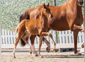 Westphalian, Stallion, Foal (02/2026), Chestnut-Red