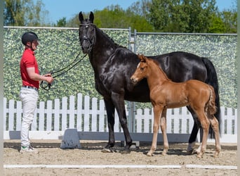 Westphalian, Stallion, Foal (04/2026), Chestnut-Red