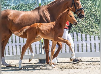 Westphalian, Stallion, , Chestnut-Red