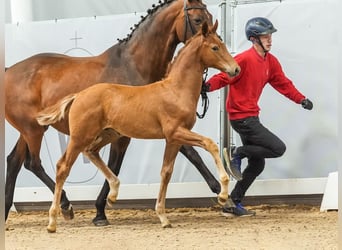 Westphalian, Stallion, Foal (04/2024), Chestnut-Red