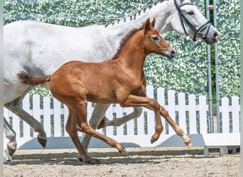 Westphalian, Stallion, , Chestnut-Red