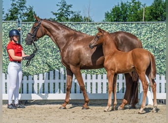 Westphalian, Stallion, , Chestnut-Red