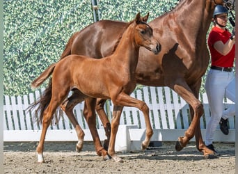 Westphalian, Stallion, , Chestnut-Red