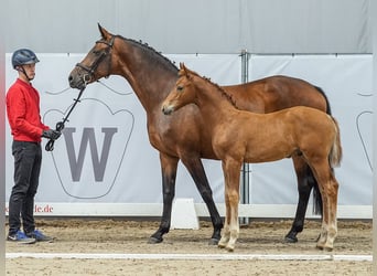 Westphalian, Stallion, Foal (04/2024), Chestnut-Red