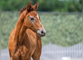 Westphalian, Stallion, , Chestnut-Red