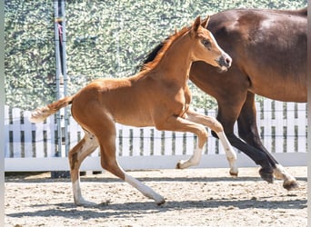 Westphalian, Stallion, , Chestnut-Red