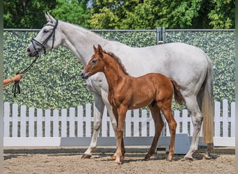 Westphalian, Stallion, , Chestnut-Red