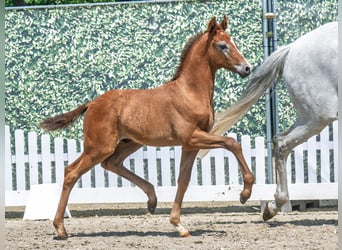 Westphalian, Stallion, , Chestnut-Red