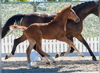 Westphalian, Stallion, Foal (03/2026), Chestnut-Red