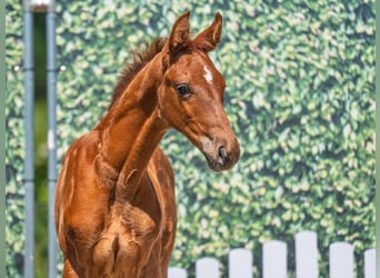 Westphalian, Stallion, , Chestnut-Red