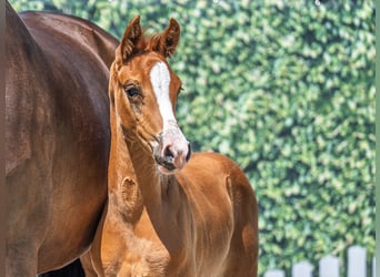 Westphalian, Stallion, , Chestnut-Red