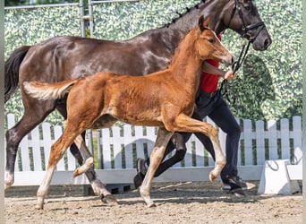 Westphalian, Stallion, , Chestnut-Red
