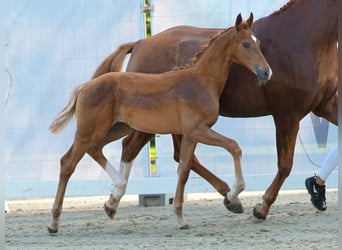 Westphalian, Stallion, Foal (05/2024), Chestnut-Red