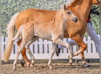 Westphalian, Stallion, , Chestnut-Red